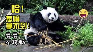 竹竿卡縫裏,圓仔伸手取不到,用力起身拔出來太好笑啦!|Giant Panda Yuan Zai,圆仔,貓熊,大貓熊,大貓|台北動物園|Taipei zoo|パンダ|팬더|대왕판