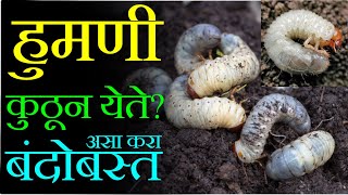 हुमणी अळी संपूर्ण व्यवस्थापन ll WhiteGrub Detail Information \u0026 How to Control By- Sachin Ingole.