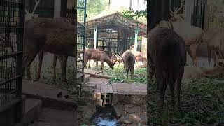 Zoological Gardens, Trissur.