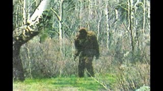 Crapped Pants After Bigfoot Encounter