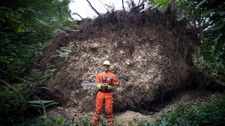 Townline Timber Cleaning up a rootball