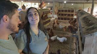 PRIMEIRO VIDEO 2025: EU E MINHA ESPOSA COLHENDO QUASE 2000 MIL OVOS 🐓🥚🥚🥚