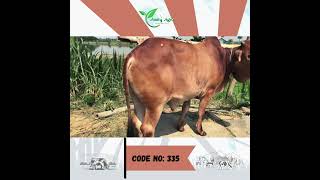 Amity Agro Cow : শাহীওয়াল (ষাঁড়)  Code No - 335 (Eid Ul Adha - 2023)