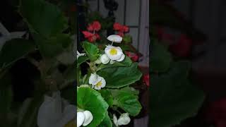 [ Flowers of Wax Begonia ] 四季秋海棠花朵 四季秋海棠花朵