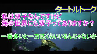 【一万匹兄弟】海の世界にも双子っていますか？【タートルトーク】東京ディズニーシー