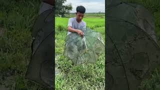 Hasil pasang bubu payung di selokan dapat ikan sebanyak ini…