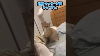 ネッコさん見て癒されたら寝ろｗｗｗ #動物 #2ch動物スレ #ねこ