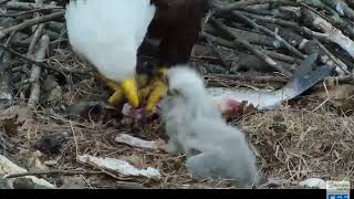 Hays Mom brings in huge Sucker fish and feeds H9 H10 40219 149pm