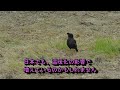 ハッカチョウ　八哥鳥　in 姫路　crested myna 2023年4月24日撮影