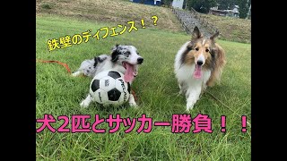 サッカーボールで遊んでみた【シェルティ】【ボーダーコリー】