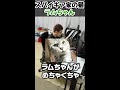 スパイギアの飼い猫ラムちゃんに会った話【2022 8 31】関優太 スタヌ切り抜き stylishnoob shorts