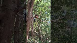 Big Squirrel in Tirumala forest తిరుమల అడవిలో పెద్ద ఉడుత