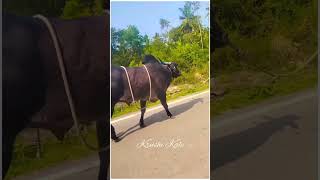 #khillaribull Khillari bullock majestic walking