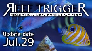 セブ/ニシキヤッコベビー　バリ/パステルタイルフィッシュ Mサイズ[F0729-1/2]REEF-TRIGGER