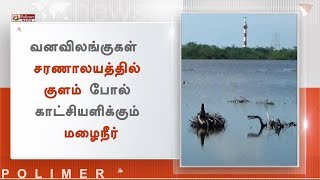 வனவிலங்குகள் சரணாலயத்தில் குளம் போல் காட்சியளிக்கும் மழைநீர்