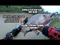 🔴pengembaraan menduga sebarau dan sikang sungai triang jelebu(sebarau)flat rap 8-jsf2023🇲🇾-vlog162