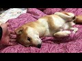 柴犬ハナの寝顔があどけなくて可愛いです【かわいい】 shiba is so adorable