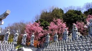 願昭寺桜(SAKURA　Aerial )空撮 ムービー20150402