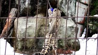 頑張るフクくん　Snow leopard(ユキヒョウ)　多摩動物公園