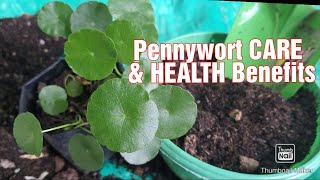 Pennywort Or Gotukola Plant Care and Health Benefits #pennywort #gotukola #hntvbaguio #pennywort