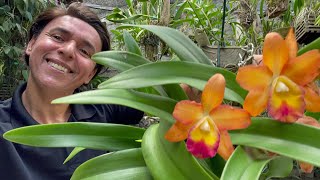 CATTLEYA TENEBROSA,MELHOR FORMA DE CULTIVO