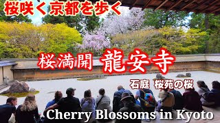 4/11(木)桜咲く京都龍安寺を歩く 満開見頃の桜苑と石庭【4K】Cherry Blossoms in Kyoto Ryoanji Temple