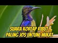 pikat korlap terbaru di jamin anti lolos 100%