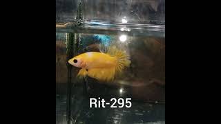 (RIT-295) Yellow Hellboy Plakat Male Betta