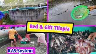 Red and Gift Tilapia harvesting🐬🐟 |Tilapia Fish in Manglore | |RAS system| Fishing