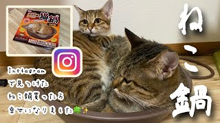 【多頭飼い】Instagramで見つけた遠赤外線ホットヒーターの猫鍋を買ったら幸せになった🍀✨【ほっこり】