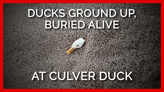 Whistleblower Says Live Ducks Ground Up, Buried Alive at Culver Duck