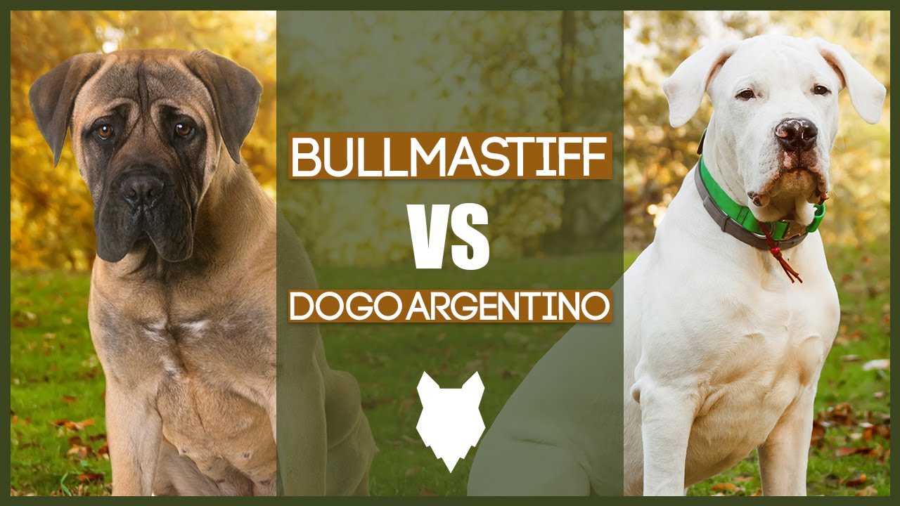 Bullmastiff Vs Pitbull Who Would Win In A Fight