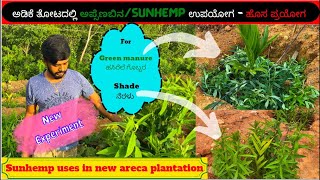 Sunn hemp as Green manure | ಅಡಿಕೆ ತೋಟದಲ್ಲಿ ಅಪ್ಸೆಣಬಿನ ಉಪಯೋಗ | ಹಸಿರೆಲೆ ಗೊಬ್ಬರ |  | New experiment