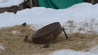 KUŞ NASIL YAKALANIR? KALBUR İLE SERÇE YAKALADIM! HOW TO Caught a Sparrow CATCHING BIRD