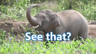 Wandering male elephant lingering in Yunnan village after leaving the migration group | 徘徊在雲南村莊的流浪公象