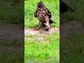 Viral video hawk and snake | shocking | viral