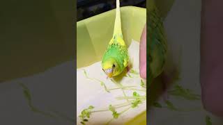 豆苗を食べるセキセイインコ vol.1 #セキセイインコ #shorts