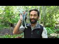 World Snake Day 2019  |  Currumbin Wildlife Sanctuary