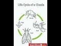 life cycle of a insect life cycle of a chicken