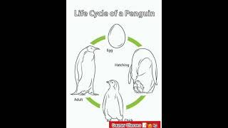 Life cycle of a Insect | Life cycle of a Chicken