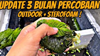 UPDATE 3 BULAN PERCOBAAN OUTDOOR DENGAN STEROFOAM BOX !