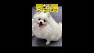 人気の犬種ランキングTOP5 #shorts