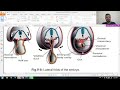 embryology revision mcqs part 3 last part شرح للمنهح مع حل أسئلة لمادة علم الاجنة الجزء التالت