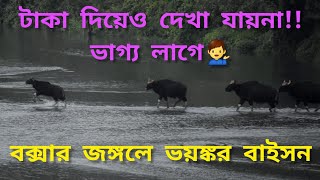 বক্সার জঙ্গলে ভয়ঙ্কর বাইসন!!👀 একেই বলে ভাগ্য 🤓 #samrattourworld #dooars #buxatigerreserve #wildlife