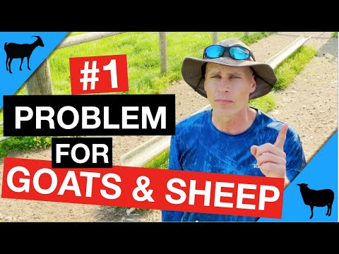 What do I do if my goat has worms?