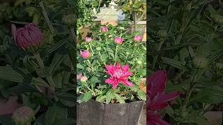 #Chrysanthemum Flower Plant Update #Yt Viral Shorts #Winter Flower #Flower Plant #Garden_view