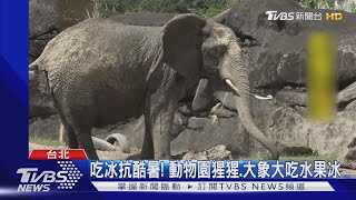 吃冰抗酷暑! 動物園猩猩.大象大吃水果冰