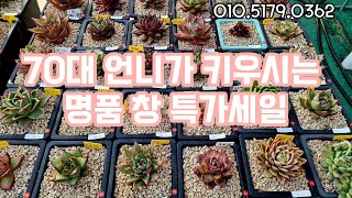 짱짱하게 키운 명품창 특가로 드립니다. 010 5179 0362