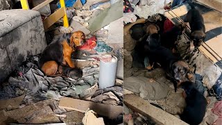 Mother dog  exhausted, watching her puppies cry for food.