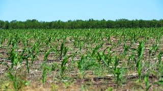 Опытные участки с посевами кукурузы. Технология No-Till. КФХ "Потапов"